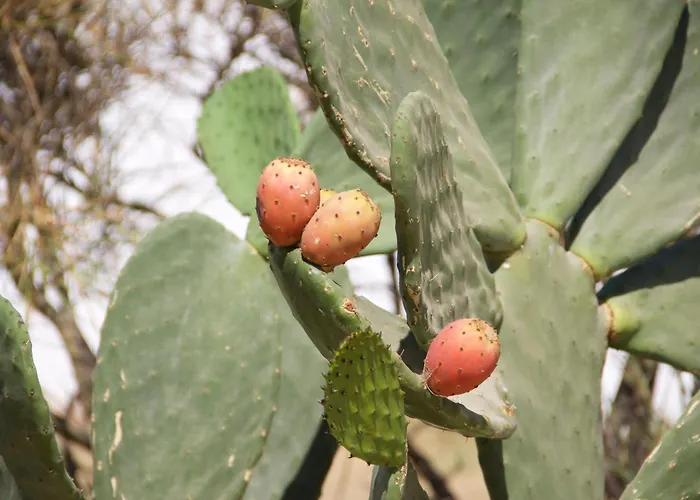 Apart Otel Nomads House